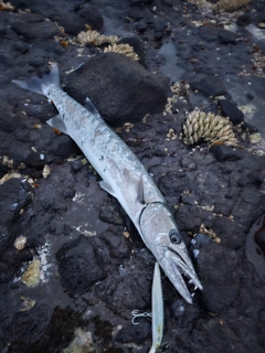 オニカマスの釣果