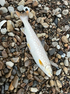 アメマスの釣果