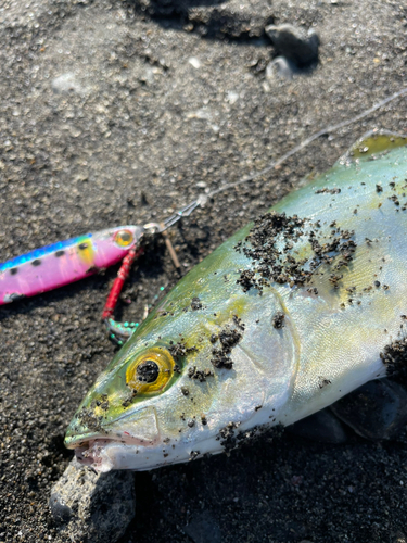 ワカシの釣果