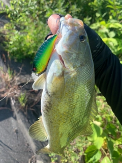 スモールマウスバスの釣果