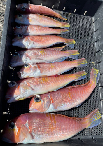 アマダイの釣果