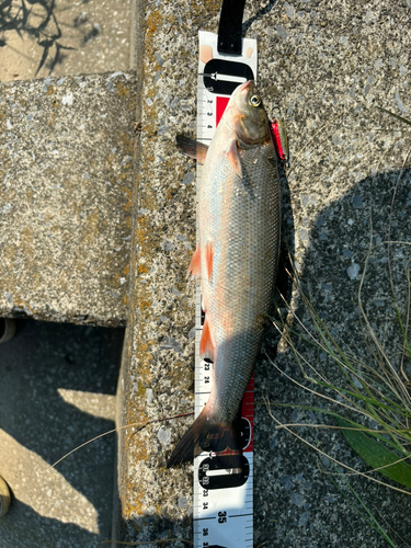 ウグイの釣果