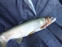 アユの釣果