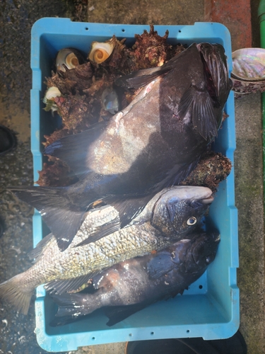 イシダイの釣果