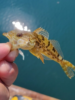 ハゼの釣果