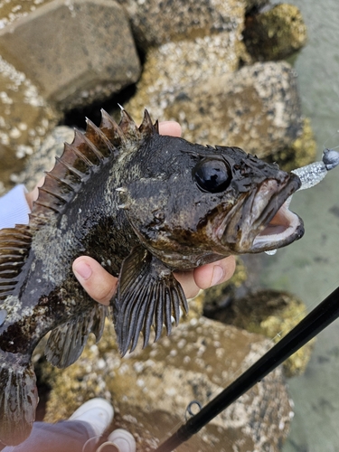 ムラソイの釣果