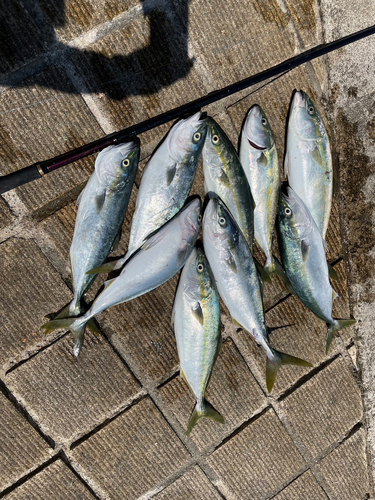 イナダの釣果