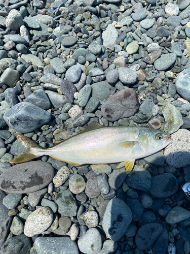 ワカシの釣果