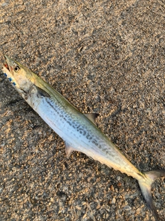 サゴシの釣果