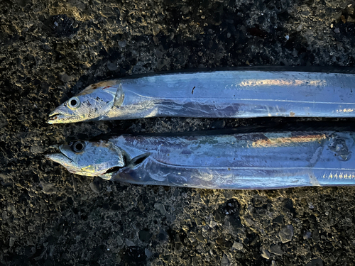 タチウオの釣果