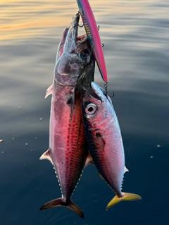 サゴシの釣果