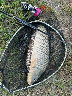 コイの釣果