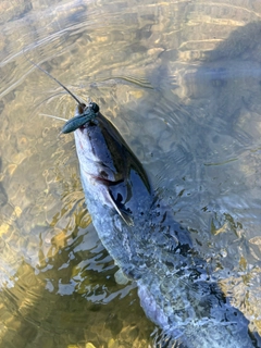 ニホンナマズの釣果