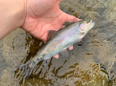 ニジマスの釣果