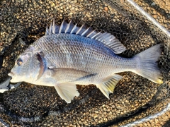 キビレの釣果