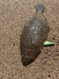 ヒラメの釣果