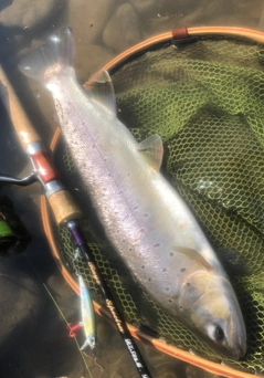 ブラウントラウトの釣果