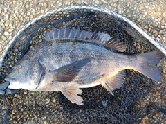 クロダイの釣果