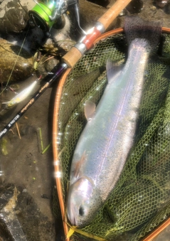 ニジマスの釣果