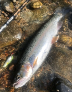 ニジマスの釣果