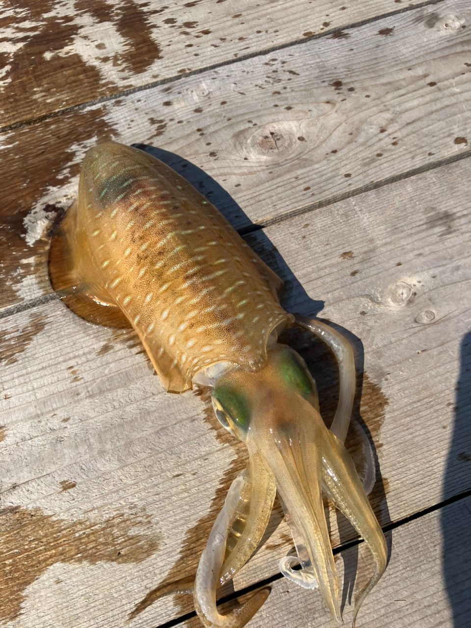 みつ豆さんの釣果 2枚目の画像