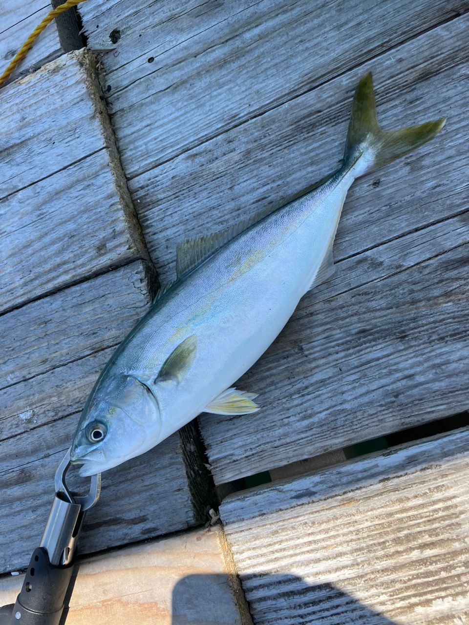 みつ豆さんの釣果 3枚目の画像