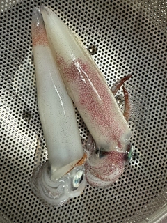 ケンサキイカの釣果