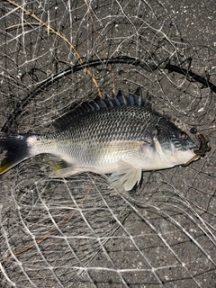 キビレの釣果