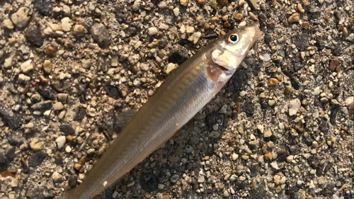 シロギスの釣果