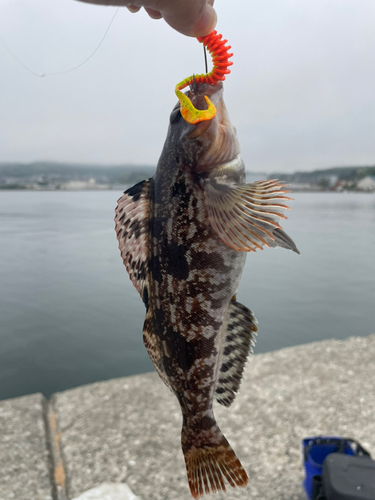 アイナメの釣果