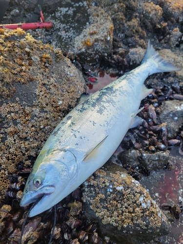 サクラマスの釣果