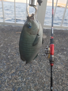 メジナの釣果