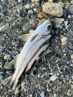 コトヒキの釣果