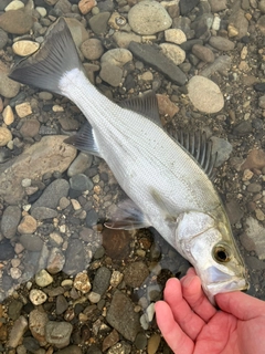 セイゴ（ヒラスズキ）の釣果