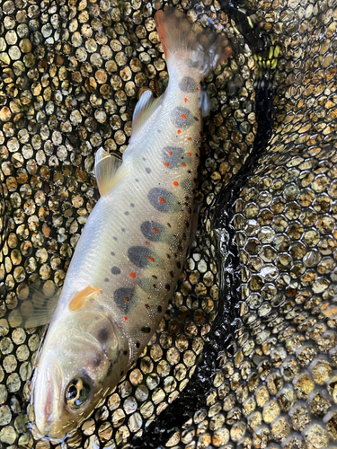 アマゴの釣果