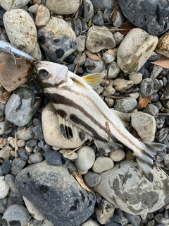 コトヒキの釣果