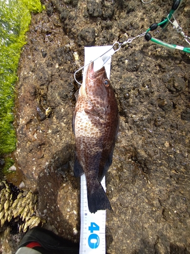 オオモンハタの釣果