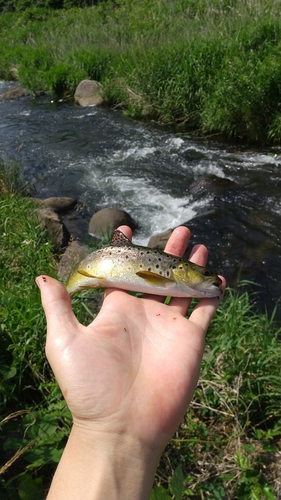 ブラウントラウトの釣果