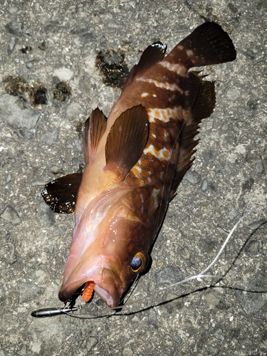 アコウの釣果