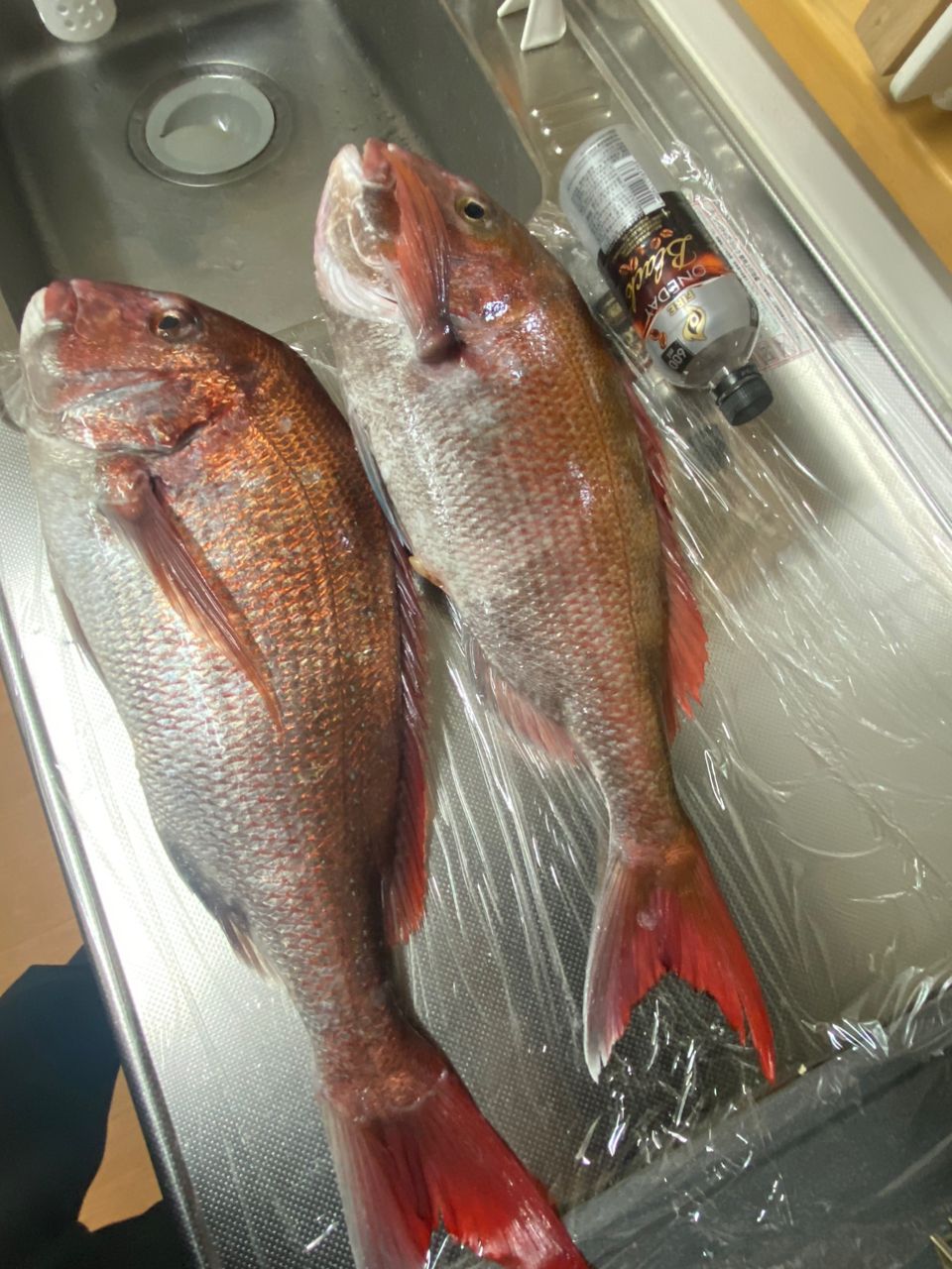 緑黄色野菜さんの釣果 1枚目の画像