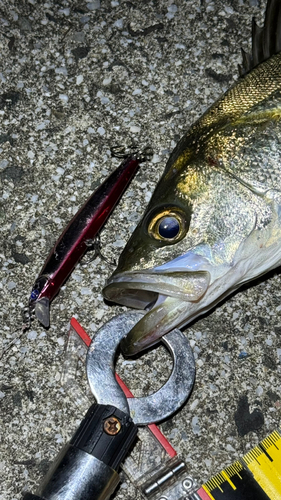 シーバスの釣果