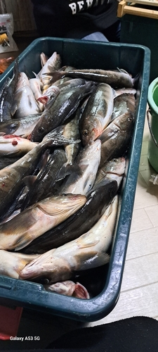 釣果