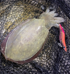 モンゴウイカの釣果