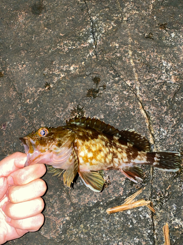 カサゴの釣果