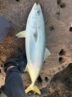 ブリの釣果