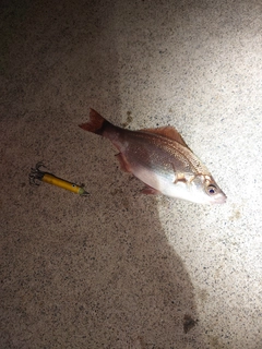 タナゴの釣果