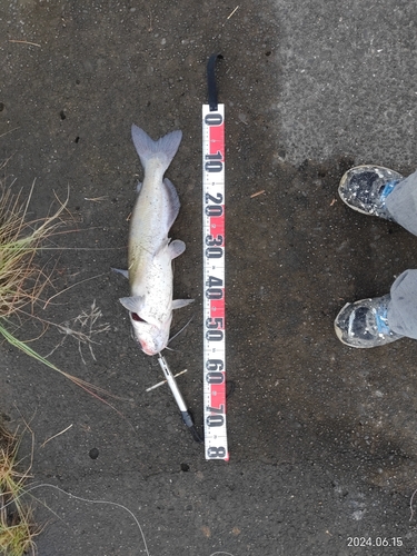 アメリカナマズの釣果