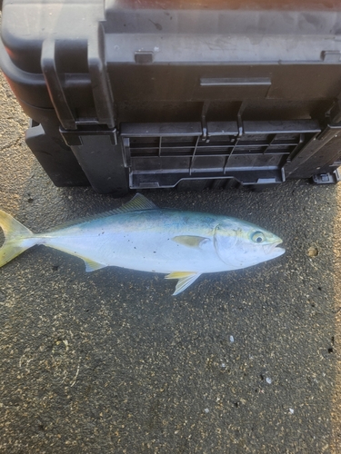 イナダの釣果