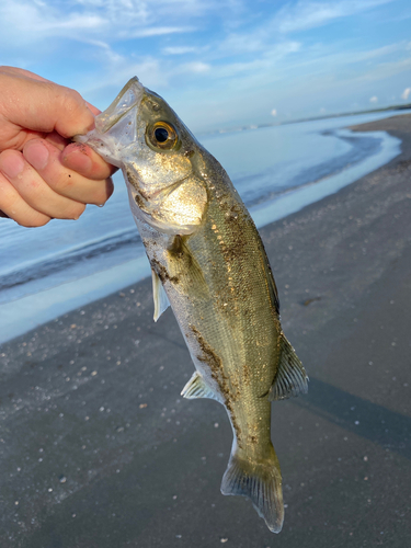 セイゴ（ヒラスズキ）の釣果