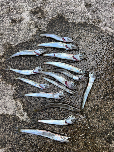 カマスの釣果